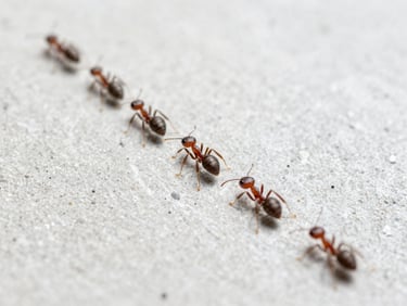 Macro shot of a trail of tiny ants on a clean concrete surface, bright clinical lighting