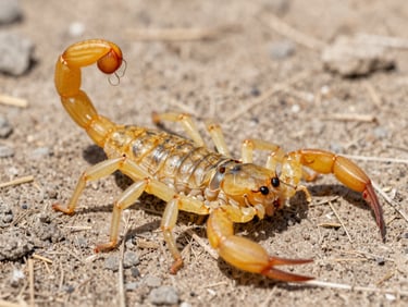 Macro photograph of a yellow scorpion on dry ground, high clarity, clinical daylight