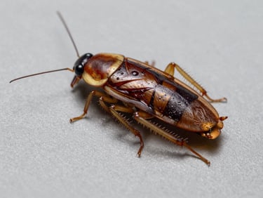 Clinical macro photograph of a German cockroach on a sterile grey background, sharp focus, bright daylight