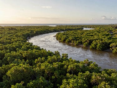 Wide environmental landscape of the Bureh river estuary meeting the ocean at golden hour, lush green mangroves.