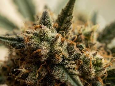 Close-up macro shot of a trichome-rich cannabis flower, glistening under soft natural window light, deep forest green and amber tones, shallow depth of field, 35mm