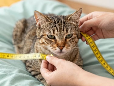 Close-up of hands gently measuring a calm tabby cat with a soft yellow measuring tape, warm natural light, focus on the fabric textures and the caring interaction, 35mm