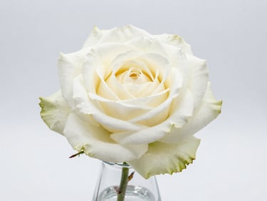 Single white garden rose in a clear vase on white background, studio north light, product straight-on shot, sharp petal texture
