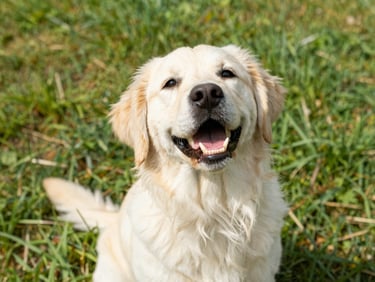 Close-up of a happy retriever mix dog sitting in green grass, looking up with a joyful expression, bright natural light