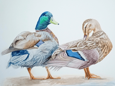 Mallard Ducks