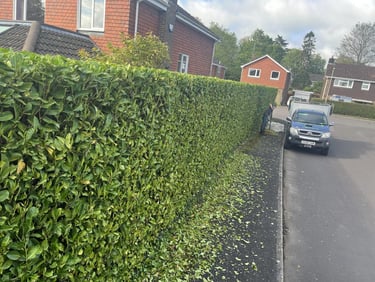 laurel hedge trimmed in hartlepool
