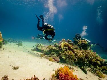 calm divers exploring a reef in the red sea
