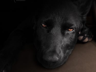 Black German Shepherd with amber eyes pet photography in Wakefield