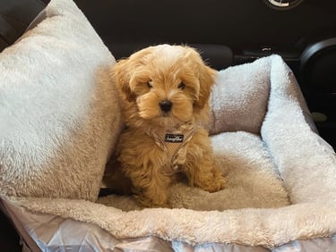 Maltipoo Puppies for Sale