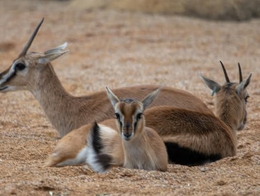 Exp Virtual Jose Ferri II - 9