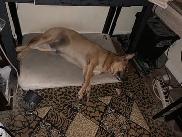 A light brown dog sleeping soundly on a gray dog bed with its paws outstretched.