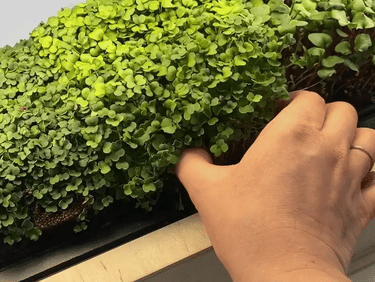 Verde Brota | com até 200 X mais nutrientes