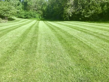 Green lawn with forest in the background on a sunny day