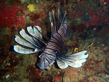 Lionfish