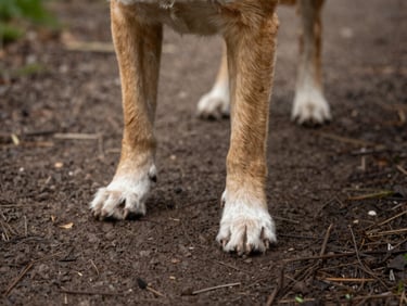 A close-up, eye-level shot of a dog's paws on a woodland path in Radcliffe on Trent, soft natural daylight, rich earthy tones.