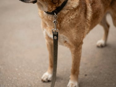 Close-up of a dog's leash and collar, ready for a walk, on a textured surface, soft natural light, earthy tones.