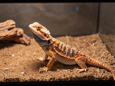 A healthy bearded dragon in a properly set up enclosure, showing heat lamp and natural substrate, soft lighting.