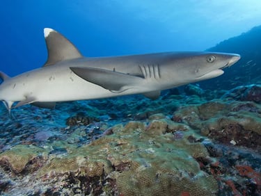 maldives-shark-tourism-hero