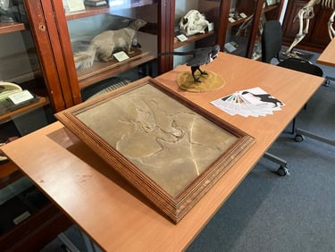 Archaeopteryx in museum