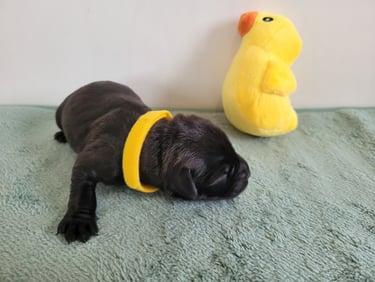 Chiot de Diamants Noirs d'Also