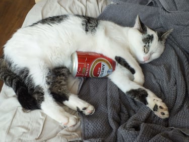 cat sleeping with a beer