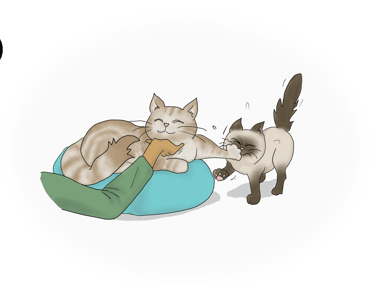 compétion entre chats