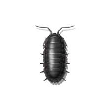 TLC Upstate Lawn & Pest Pill Bug Control