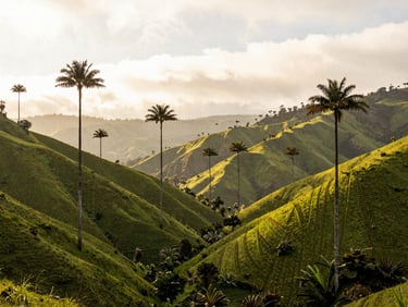 Wide panoramic view of the lush green hills of the Cocora Valley with towering wax palms stretching into a misty sky, soft daylight, 35mm.
