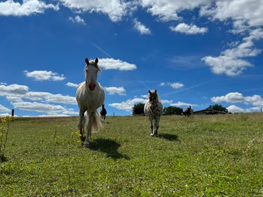 Reiten Neckarwestheim
