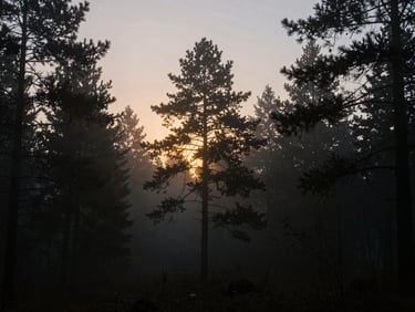 Wide cinematic shot of an atmospheric, fog-drenched forest at twilight, sharp amber rim lighting cutting through the dark pine trees, 35mm.