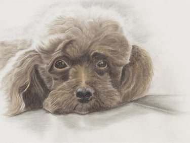 Custom pet portrait artist Australia – Sharan Miller