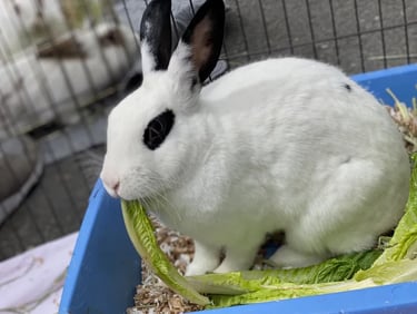 A white bunny with dark patches around its eyes and ear tips eating lettuce while sitting in a litter box
