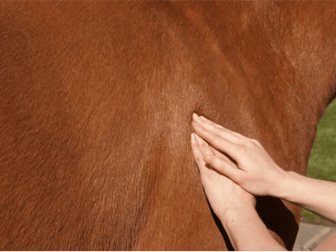 A horse receiving massage to it's shoulder.