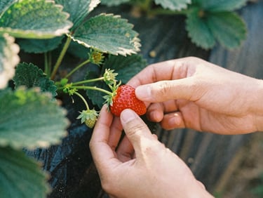 Hands gently picking a ripe red strawberry from a green vine, warm sun rays, soft focus, 35mm film style.