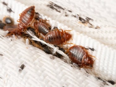 Close up of Bedbugs on a bed
