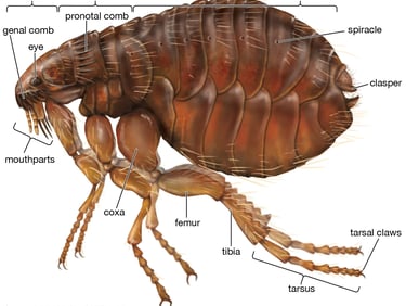Flea image with body parts shown