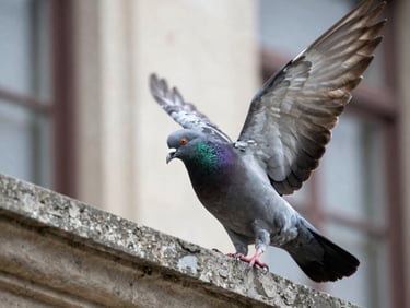 Pigeon on ledge of a building