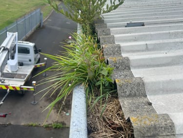Gutter full of weeds