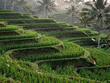 Lush terraced rice fields in Bali during the quiet season, soft morning mist, tropical green textures, no tourists.