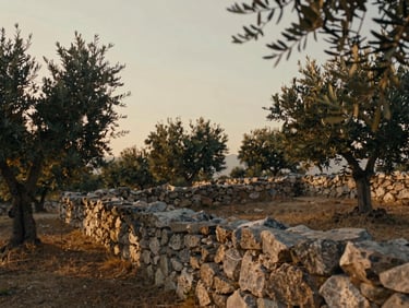 Cinematic film still of a dry stone wall winding through wild olive trees under a soft warm Mediterranean sunset