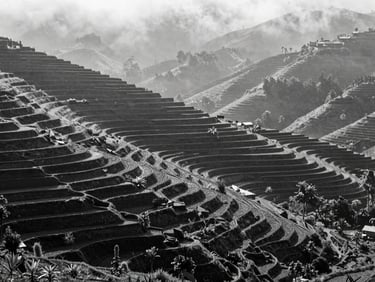 High-contrast black and white photograph of terraced spice farms in the Western Ghats of India, misty morning light, dramatic ridges, geometric agricultural lines.