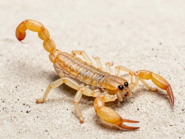Macro photograph of a yellow scorpion on a light sandy background, high clarity, clinical focus