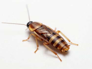Clinical macro shot of a German cockroach highlighting its small size and light brown stripes, white background, bright clinical lighting.