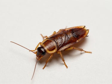 Macro photograph of a German cockroach (barata francesinha) isolated on a clean, off-white sterile laboratory background, clinical lighting.