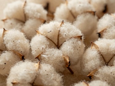 Macro close-up of unbleached raw cotton fibers, showing warm oatmeal tones and organic seed flecks under soft morning light