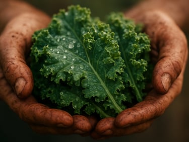 Macro shot of fresh green kale leaves with water droplets, held by soil-stained hands in soft morning daylight, shallow depth of field