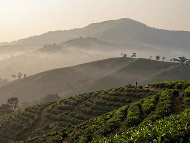 Wide shot of misty Western Ghats hills at dawn, layers of ridgeline receding into soft grey-gold haze, a solitary figure standing on a tea estate path in the far distance, no direct sunlight