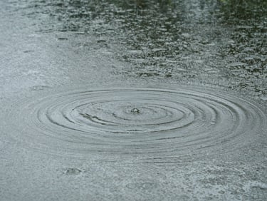 Close-up of monsoon rain falling on a still backwater surface, concentric ripples spreading outward, overcast soft light, Kerala, no people