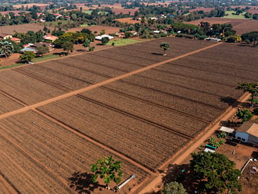 Drone aerial view of structured cocoa farm boundaries in West Africa, sharp polygon lines visible under bright natural daylight, 35mm documentary photography