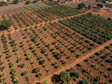 Drone aerial view of structured cocoa farm boundaries in West Africa, bright equatorial daylight, rich earth tones, 35mm documentary photography